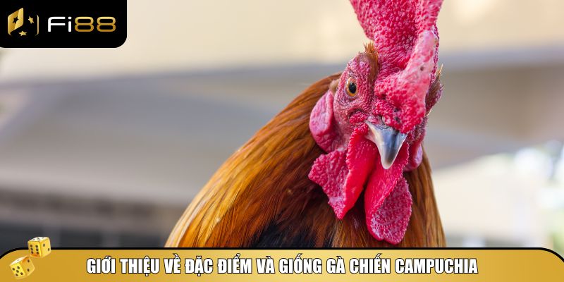 Gà Chiến Campuchia Có Gì Đặc Biệt? Cùng Fi88 Tìm Hiểu Ngay 2 Tổng quan về giống gà chọi Campuchia