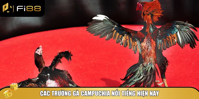 Gà Chiến Campuchia Có Gì Đặc Biệt? Cùng Fi88 Tìm Hiểu Ngay 4 Những trường đấu gà nổi tiếng tại Campuchia