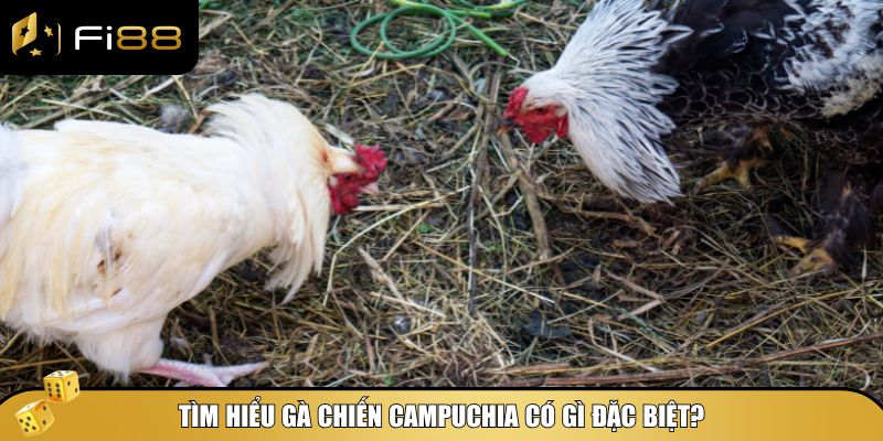 Gà Chiến Campuchia Có Gì Đặc Biệt? Cùng Fi88 Tìm Hiểu Ngay 3 Khám phá gà chiến Campuchia có gì đặc biệt